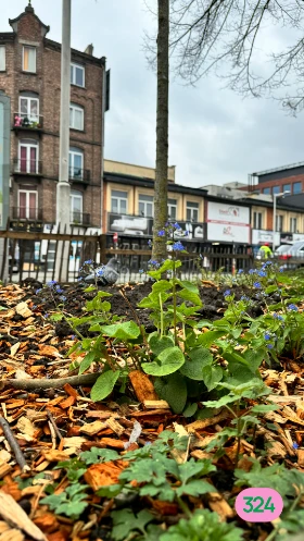 Frankrijkstraat en Veeartsen straat